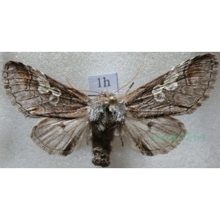 Diloba caeruleocephala (Linnaeus, 1758) female Bielmica sinogłówka Slovakia1h